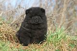 CHOW CHOW 223